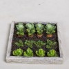 Vegetable Garden