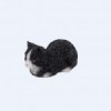 Black/White Cats 